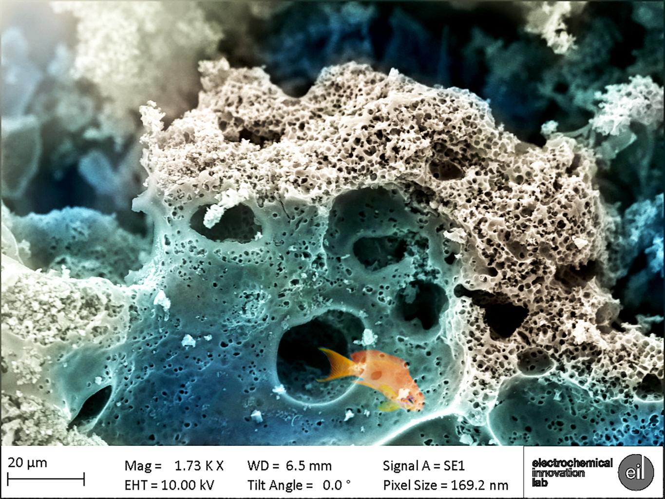 SEM image of porousKOH-activated carbon mimicking aquatic life